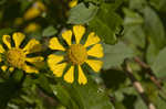 Common sneezeweed